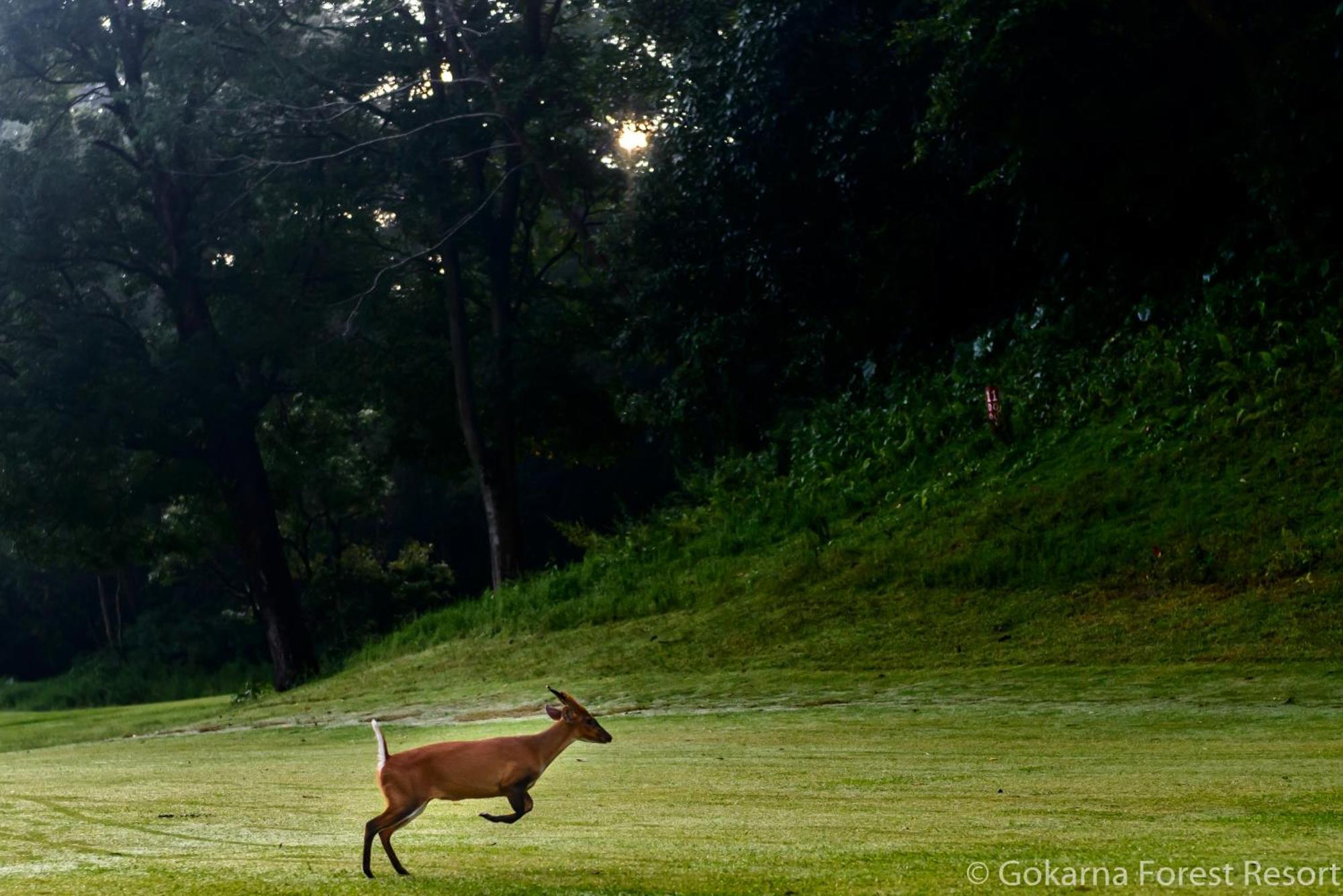 Gokarna Forest Resort Catmandu Exterior foto